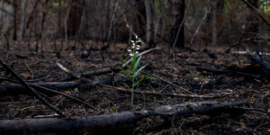 Plant sprouting amid forest fire embers