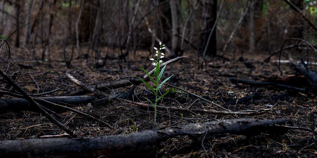 Plant sprouting amid forest fire embers